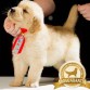 Dongo es un cachorro de 2 meses y medio y se encuentra en busca de un nuevo hogar.

Es 100% raza pura, hijo del reproductor "Arthur Giangiorgi", línea de sangre brasileña.
Su alimentación es super premium

Interesados comunicarse al:
989807001 ó al  958649057
